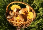 Fabulous fungi forays
