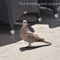 restaurant inspector